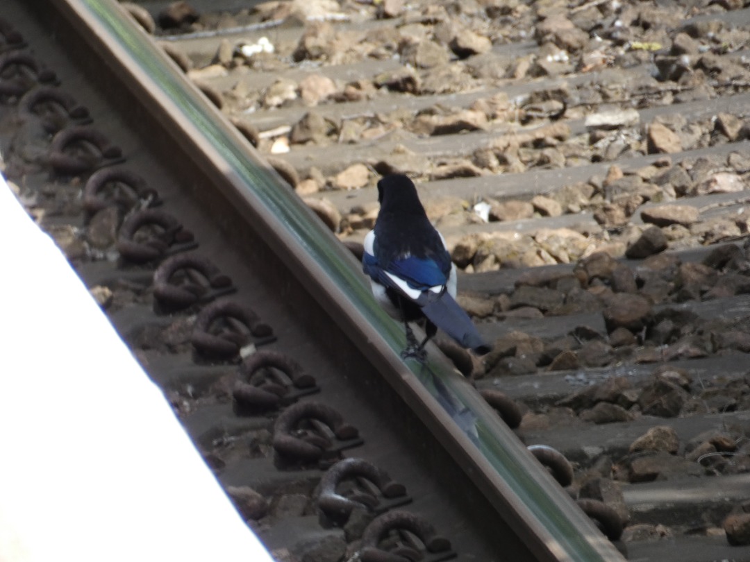 Wild Railways on Train Siding: "Bird about to get run over by approaching train, wish it was "maglev" not magpie all it wanted to do was enjoy
the shiny rails!"