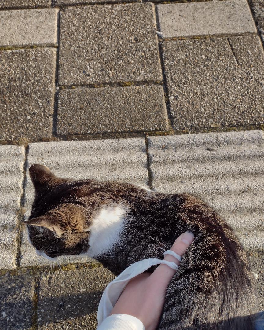 FinnSeesTrains on Train Siding: I was on the perron today, waiting for the ARRIVA to arive. And this friendly cat came and i gave him a vew headpats!
