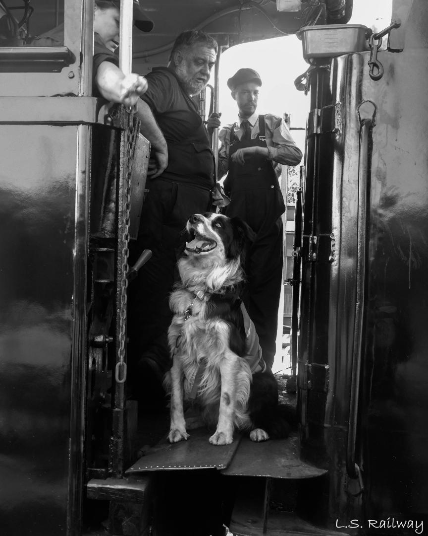 Lachlan Steininger on Train Siding: Steamrail's dog Hudson sits in the cab of R761, K100, & Y112 at the Steamrail Open Days.