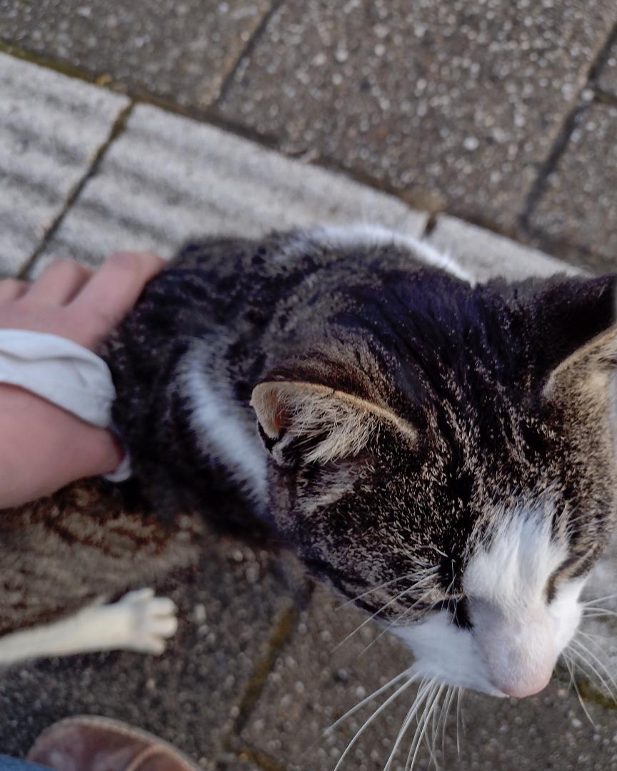 FinnSeesTrains on Train Siding: I was on the perron today, waiting for the ARRIVA to arive. And this friendly cat came and i gave him a vew headpats!