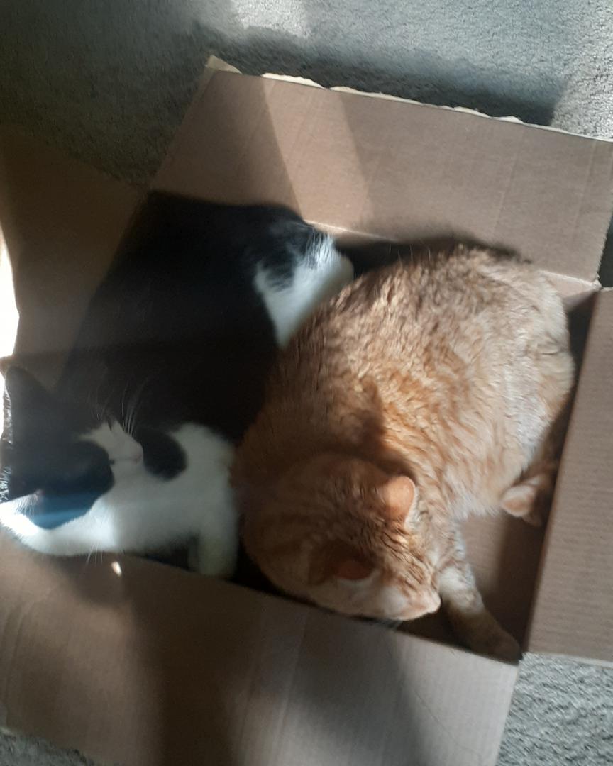 Preston Beery on Train Siding: Now that my profiles coming together more, what would you like to see me post more of? The picture has 2/3 of our cats in it. The
oarnge...